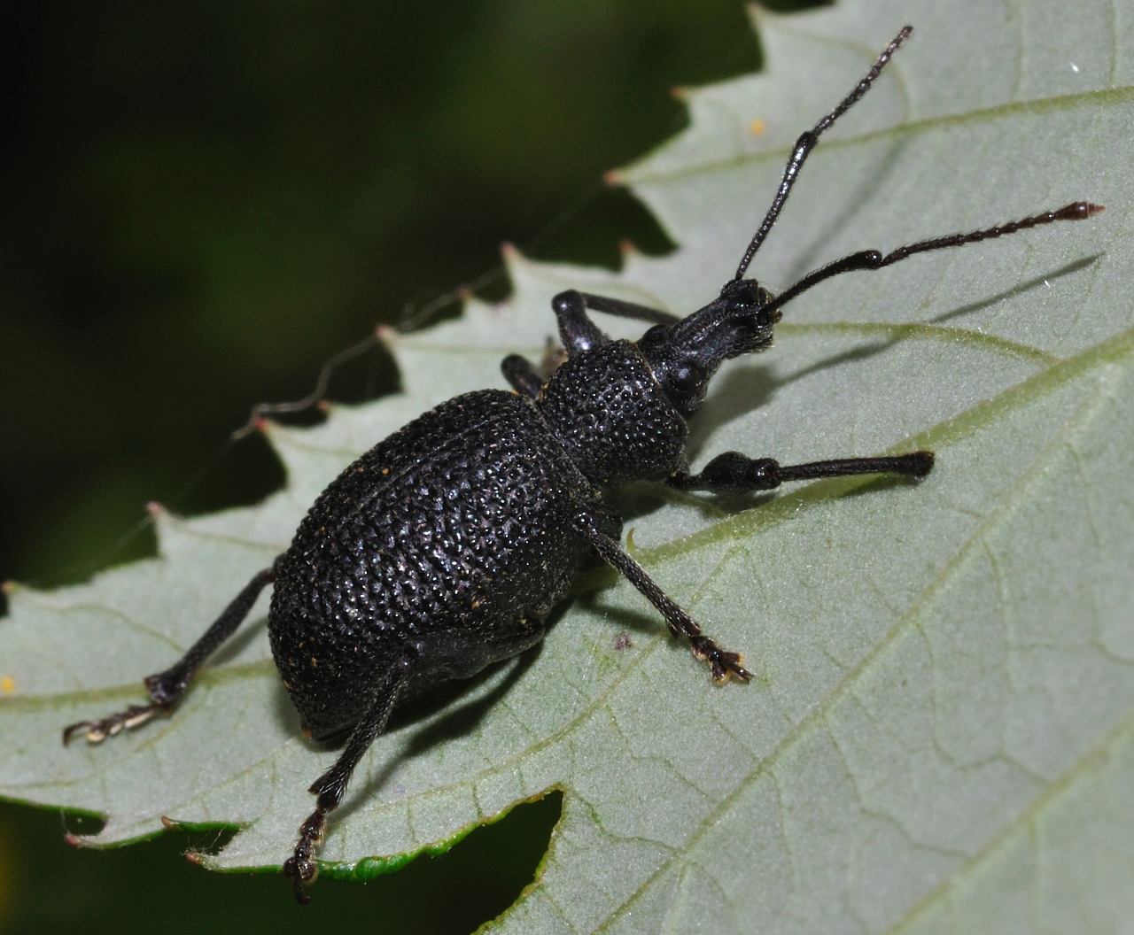 Otiorhynchus cfr armatus